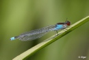 Damselflies 18.jpg