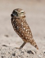 Burrow owls 01.jpg