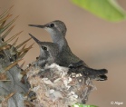 Hummingbird 04.jpg