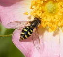 Hoverfly3 22.jpg
