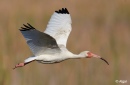 White ibis 24.jpg