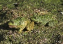 Frogs 09.jpg