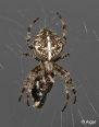Spiders 12.jpg