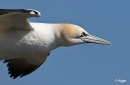 Gannets 12.jpg