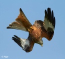 Red kites 14.jpg