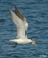 Terns 09.jpg
