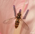 Hoverfly2 17.jpg