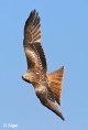 Red kites 20.jpg