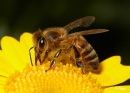 Bees 05.jpg