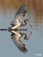 Herons 14.jpg