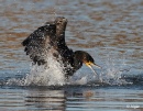 Cormorant 19.jpg