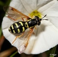 Hoverfly3 04.jpg