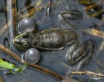 Frogs 13.jpg