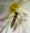 Hoverfly3 19.jpg