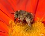 Bees 20.jpg