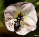 Hoverfly3 03.jpg