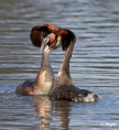 GCGrebes 09.jpg