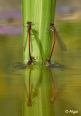 Damselflies 14.jpg