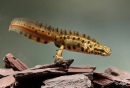 Newts 07.jpg
