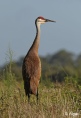 Sand cranes 15.jpg