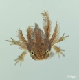 Newts 04.jpg