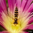 Hoverfly3 20.jpg