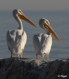 Pelicans 08.jpg