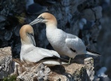 Gannets 04.jpg