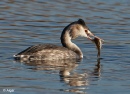 GCGrebes 07.jpg