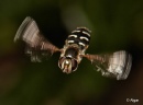 Hoverfly1 08.jpg