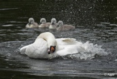Swans 16.jpg