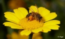 Bees 08.jpg