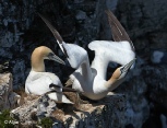 Gannets 11.jpg