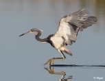 Herons 11.jpg