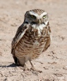 Burrow owls 05.jpg