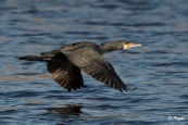 Cormorant 08.jpg