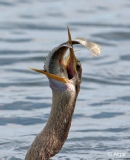 Anhinga 08.jpg