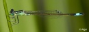 Damselflies 07.jpg