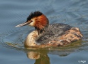GCGrebes 08.jpg
