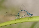 Damselflies 01.jpg