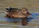 Shoveler 07.jpg