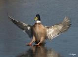 Mallards 19.jpg