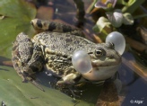 Frogs 04.jpg
