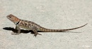 Reptiles1 07.jpg