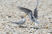 Terns 22.jpg