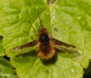 Bee fly 10.jpg