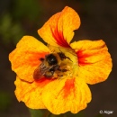 Bumblebees 04.jpg