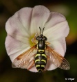 Hoverfly1 16.jpg