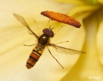 Hoverfly2 20.jpg
