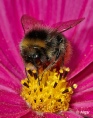 Bumblebees 02.jpg